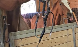 Disruption and Coach Royal Fight Over Bridle