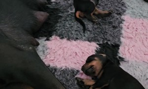 Exhausted Doberman Mom Snoozes Hard