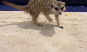 Pet Meerkat Runs After Jerboa