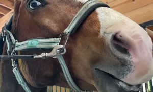 Horse Enjoys Sweet Treat