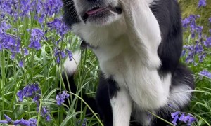 Border Collie Tries Playing Hide and Seek