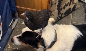 Patient Dogs Lets Chickens Stand on Him