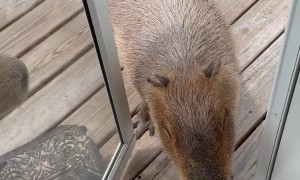 Capybaras At The Door Again