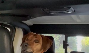 Dog Senses Danger at Trailhead