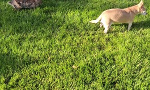 Chihuahua Gets Close to Bunny Nest