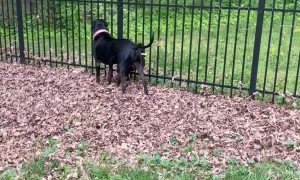 No More Sneaking Out for Pierogi