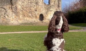 Bouncing Bonnie Dog Tours Reading Abbey Ruins