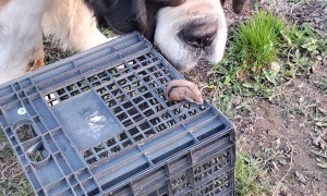 Saint Bernard Meets Hamster for the First Time