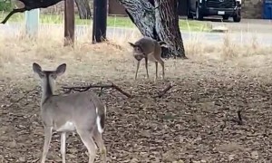 She Has a Hump in Her Back Now