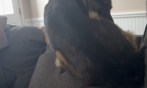 German Shepherd Rolls Down the Couch