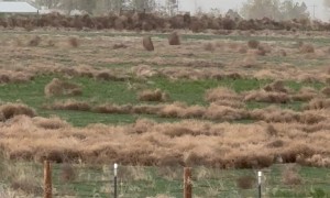 Tumbling Weeds Cross Ranch Land