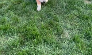 Hoop Frisbee Gets Stuck on Corgi