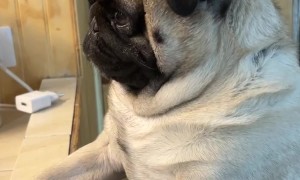 He Just Wanted to Knead the Dough