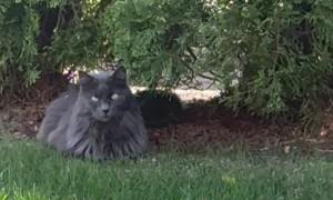 Wobbly Cat Watches From The Bushes