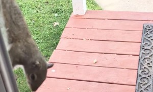 Squirrel Tries to Open Door