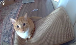 Orange Cats Knock Over Camera