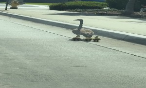 Bird Guy Helps Ducks Cross the Street