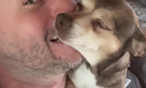 Sweet Dog Demands Nibbles