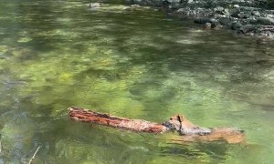 When Your Dog Prefers Logs Over Sticks