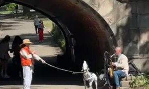Dalmatian Howls Along to Saxophone
