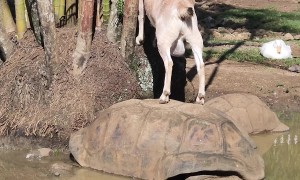 Goat Uses Tortoise as Makeshift Ladder