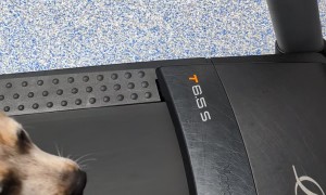 Red Heeler Loves the Treadmill