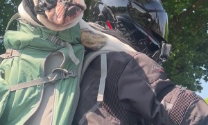 Bulldog Rides In Biker's Backpack
