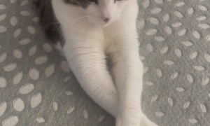 Meatball Only Has One Setting