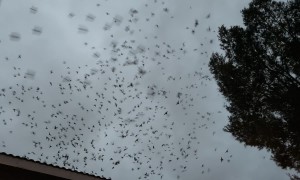 Migrating Vaux's Swifts