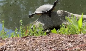 Balanced Turtle Stretches Out