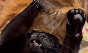 Every Black Cat Needs Their Orange Cat