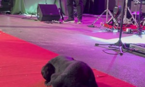 Drummer Gives Dog His Drumstick