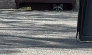 Raccoon in the Sewer Drain