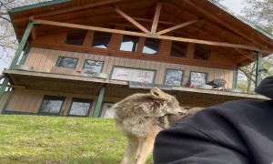 Coyote Photobombs Woman And Her Dog