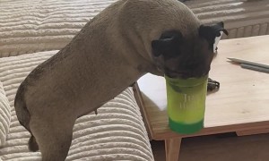 Blind and Deaf Dog Still Managed to Find the Refreshment