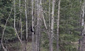 Triplet Black Bear Cubs Climb Trees in Grande Cache