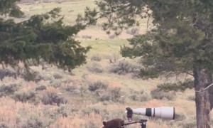 Curious Black Bear Mouths Camera Tripod