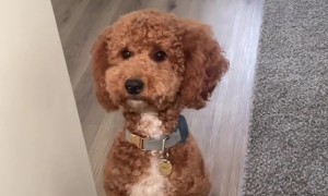 Goldendoodle Walks Backwards on Hind Legs