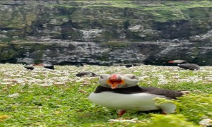 The Beautiful Puffin Colonies of Skomer Island