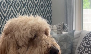 Doodle and a Lollipop