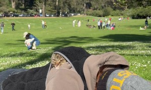 Cat Napping in a Sweater