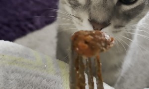 Letting My Cat Try My Food