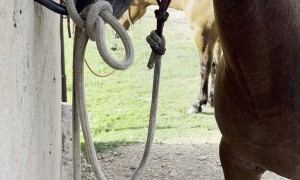 Rex Being Naughty and Untying Himself