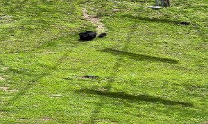 Mama Bear With Her Cubs From a Chairlift