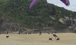 Dogs Nip At Paraglider's Heels