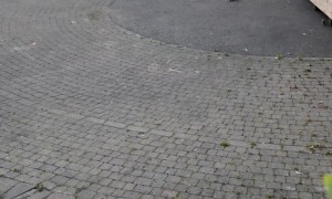 Rats in KFC Parking Lot