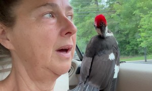 Woodpecker Rescue