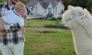 Baby Has Adorable Reaction to Friendly Alpacas