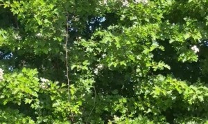 Family Rescues Two Deer on Kayaks