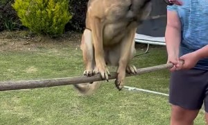 Well-Trained Dog Balances on Pole